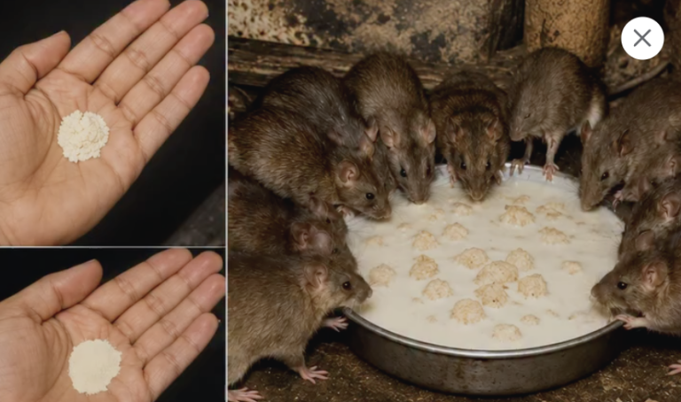 El Secreto Revelado: Cómo Ahuyentar Ratas y Cucarachas de tu Hogar sin Químicos Tóxicos